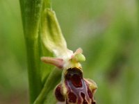 Ophrys isaura 1, Saxifraga-Hans Dekker