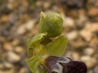 Ophrys israelitica : Gebied, Israel, Ophrys, Orchid, www.Saxifraga.nl