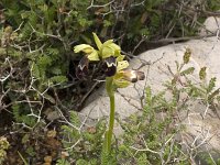 Ophrys israelitica : Gebied, Israel, Ophrys, Orchid, www.Saxifraga.nl