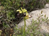 Ophrys israelitica : Gebied, Israel, Ophrys, Orchid, www.Saxifraga.nl