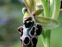 Ophrys kotschy 2, Saxifraga-Hans Dekker