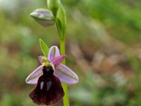 Ophrys labiosa 1, Saxifraga-Hans Dekker
