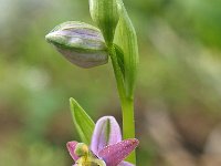 Ophrys labiosa 2, Saxifraga-Hans Dekker