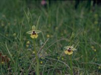 Ophrys lacaitae 1, Saxifraga-Hans Dekker