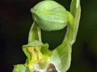 Ophrys laurensis 1, Saxifraga-Hans Dekker