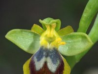 Ophrys laurensis 2, Saxifraga-Hans Dekker
