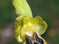 Ophrys laurensis 3, Saxifraga-Hans Dekker
