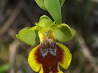 Ophrys lepida 1, Saxifraga-Hans Dekker