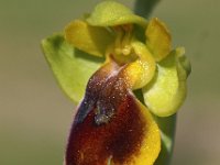 Ophrys lepida 3, Saxifraga-Hans Dekker