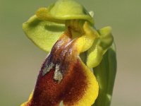 Ophrys lepida 4, Saxifraga-Hans Dekker