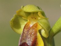Ophrys lepida 5, Saxifraga-Hans Dekker