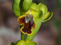 Ophrys lepida 6, Saxifraga-Hans Dekker