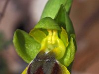 Ophrys lepida 7, Saxifraga-Hans Dekker