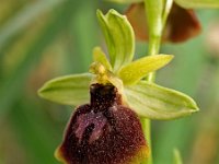 Ophrys lesbis 1, Saxifraga-Hans Dekker