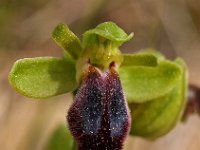 Ophrys leucadica 3, Saxifraga-Hans Dekker
