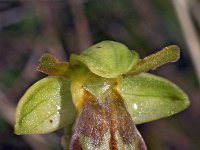 Ophrys leucadica 4, Saxifraga-Hans Dekker