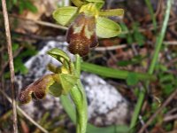 Ophrys leucadica 5, Saxifraga-Hans Dekker