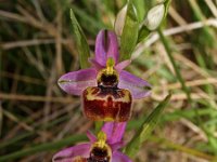 Ophrys linearis 1, Saxifraga-Hans Dekker