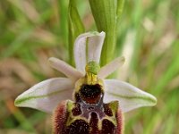Ophrys linearis 4, Saxifraga-Hans Dekker