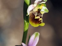 Ophrys lorenae 1, Saxifraga-Hans Dekker