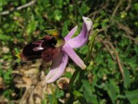 Ophrys lunulata 1, Saxifraga-Rutger Barendse
