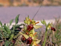 Ophrys lupercalis 1, Saxifraga-Hans Dekker