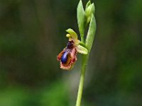 Ophrys lusitanica 1, Saxifraga-Hans Dekker