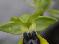 Ophrys lutea 20, Saxifraga-Rutger Barendse
