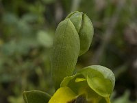Ophrys lutea 26, Saxifraga-Jan van der Straaten