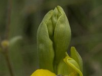 Ophrys lutea 27, Saxifraga-Jan van der Straaten