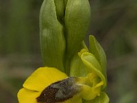 Ophrys lutea 28, Saxifraga-Jan van der Straaten