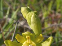 Ophrys lutea 3, Saxifraga-Rien Schot