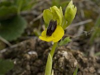Ophrys lutea 34, Saxifraga-Jan van der Straaten