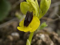 Ophrys lutea 35, Saxifraga-Jan van der Straaten