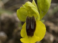 Ophrys lutea 36, Saxifraga-Jan van der Straaten