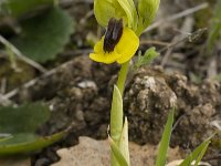 Ophrys lutea 37, Saxifraga-Jan van der Straaten