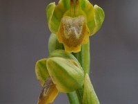 Ophrys lutea 4, Saxifraga-Willem van Kruijsbergen