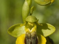 Ophrys lutea 41, Saxifraga-Willem van Kruijsbergen