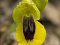 Ophrys lutea 44, Saxifraga-Willem van Kruijsbergen