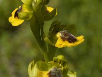 Ophrys lutea 47, Saxifraga-Jan van der Straaten