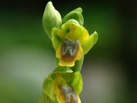 Ophrys lutea 5, Saxifraga-Willem van Kruijsbergen