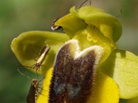 Ophrys lutea 56, Saxifraga-Hans Dekker