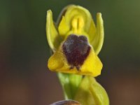 Ophrys lutea 57, Saxifraga-Hans Dekker