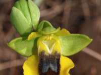 Ophrys lutea 58, Saxifraga-Hans Dekker