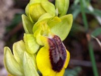 Ophrys lutea 60, Saxifraga-Hans Dekker