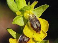Ophrys lutea 63, Saxifraga-Hans Dekker