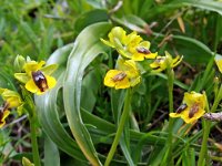 Ophrys lutea 65, Saxifraga-Hans Dekker