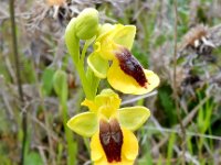 Ophrys lutea 66, Saxifraga-Peter Meininger