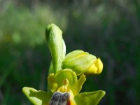 Ophrys lutea 69, Saxifraga-Ed Stikvoort