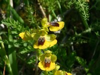Ophrys lutea 7, Saxifraga-Dirk Hilbers